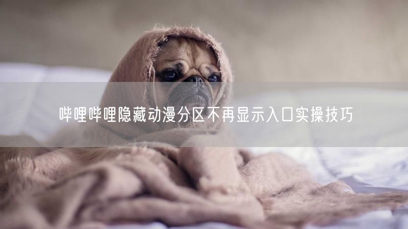 哔哩哔哩隐藏动漫分区不再显示入口实操技巧